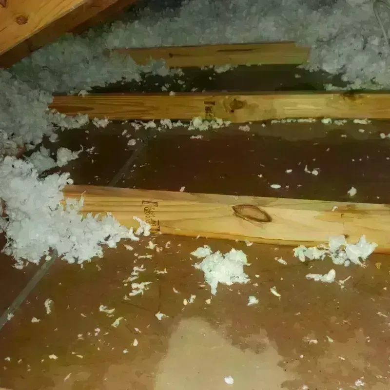 Attic Water Damage in East Highland Park, VA