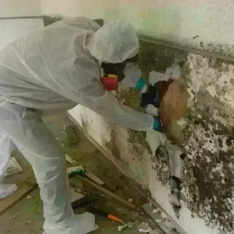 Mold Remediation and Removal in East Highland Park, VA